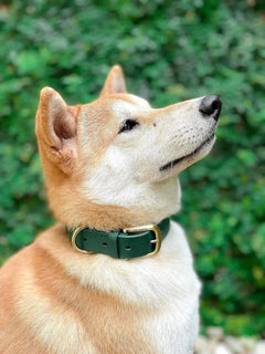 Heavy Duty Waterproof Dog Collar Metal Buckle Odor Proof XS–L (all colors)