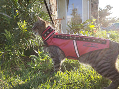SpikeVest for Cats