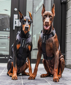 BESTIA DOG SPORT GripPro Basic Harness