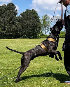 BESTIA DOG SPORT GripPro Heavy Duty Harness