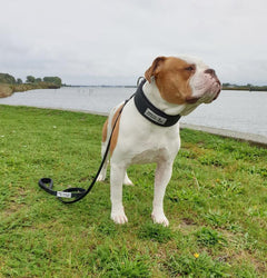 BESTIA DOG SPORT Tactical Leash